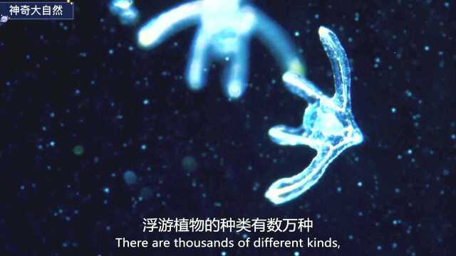 精灵般神奇美丽的浮游生物