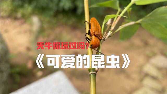 《可爱的昆虫》天牛你们玩过吗?古玩收藏也要仔细观察小动物!