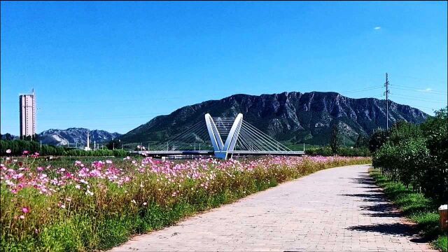 辽宁朝阳什家河湿地两岸,“扫帚梅”独占芬芳,这边的风景太美了