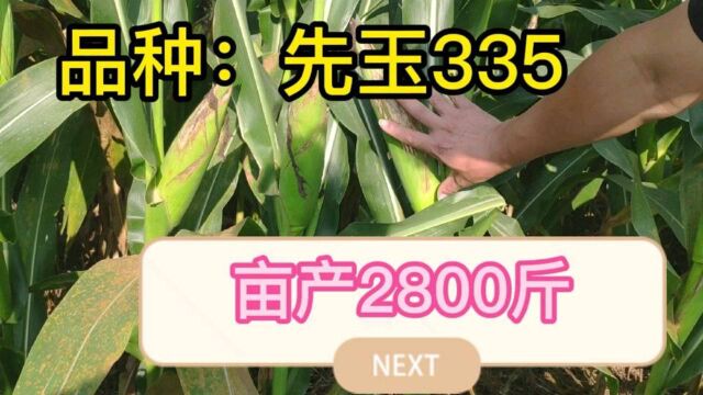 玉米品种:先玉335,特点,植株稠,抗病,抗旱抗倒伏,亩产2800斤左右