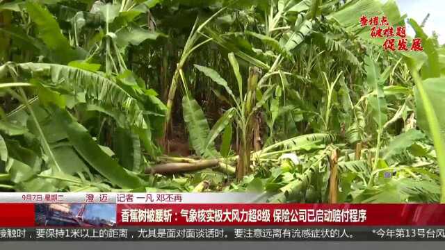 香蕉树被腰斩:气象核实极大风力超8级 保险公司已启动赔付程序