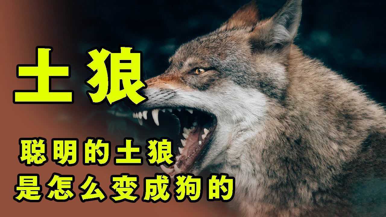 动物界那些不为人知的秘密_威风凛凛的土狼究竟是怎么变成狗的?动物学家给出解释,结局让人意外!#知识开学季-知识π计划#_高清1080P在线观看 ...