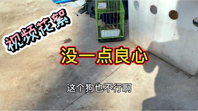 亮哥大胆泄露网站“正规犬舍”,挂着羊头卖着狗肉,养狗界人士骂声一片