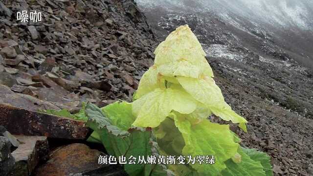 西藏塔黄,外观口感都酷似大白菜,一斤能卖几百元!