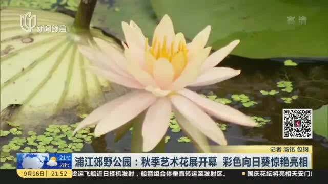 浦江郊野公园:秋季艺术花展开幕 彩色向日葵惊艳亮相