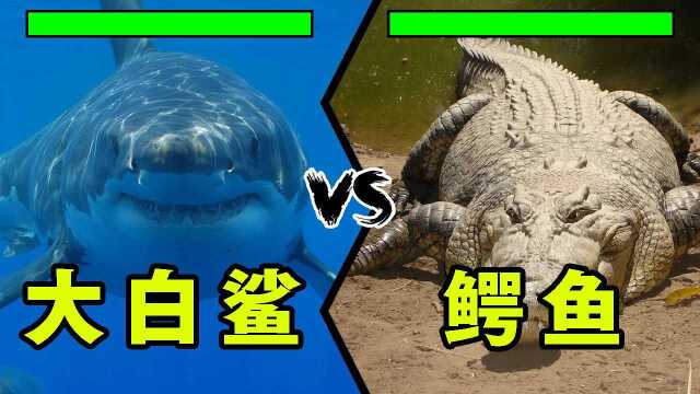 大白鲨vs鳄鱼,力量之间的对决,究竟谁能更胜一筹?