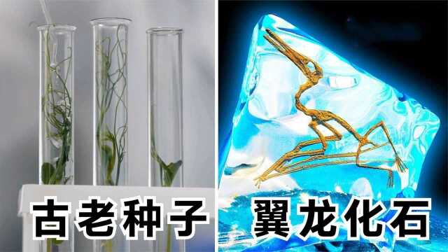 6件神奇的事,发现翼龙新品种、3.2万年前的种子还能发芽开花?