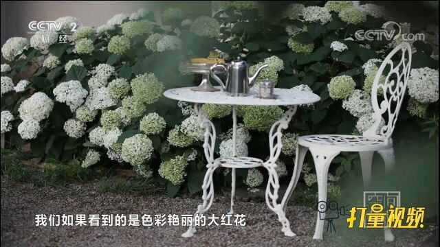 如果你是一个爱花、爱园艺的人,试试打造一个室内花园