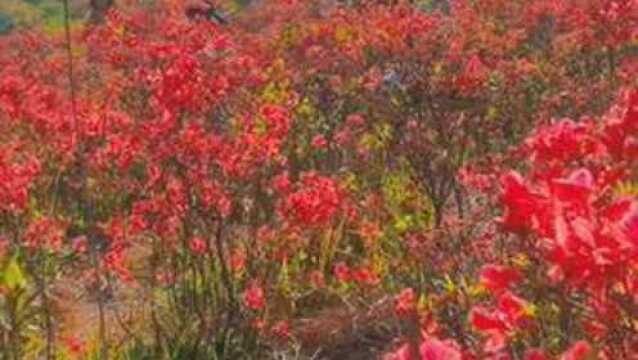 圣井山海拔达748.6米,位于其山顶附近的这片杜鹃花海面积达上千亩