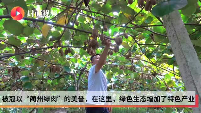 小康圆梦|一对夫妻年销猕猴桃一百万元 四川古蔺东新镇发展电商助推农旅融合