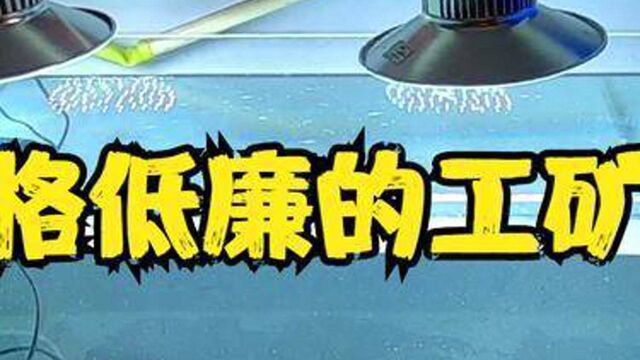 利用工矿灯给鱼缸爆藻,做个架子固定到鱼缸上,效果还不错