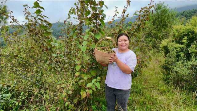 云南大山里野生榛子满山都是,摘到手软,太过瘾了