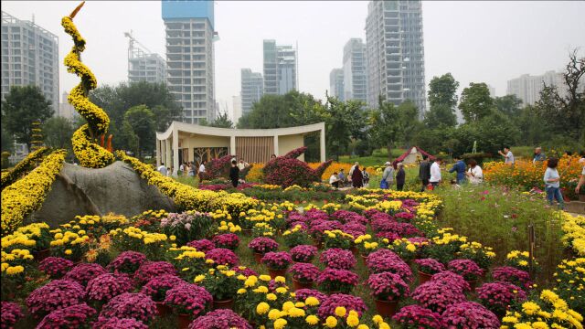 西安植物园5万株菊花绽放迎客来,精美造型吸引市民拍照留念