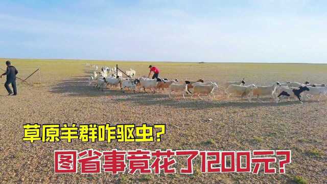 草原牧区秋天咋给羊驱虫?牧民图省事竟花了1200元?这钱花得值吗?