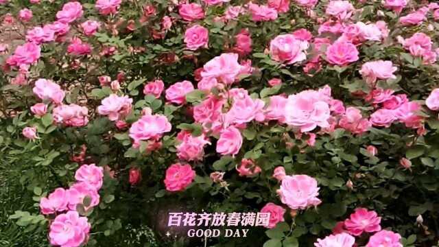 百花齐放春满园,百花争鸣