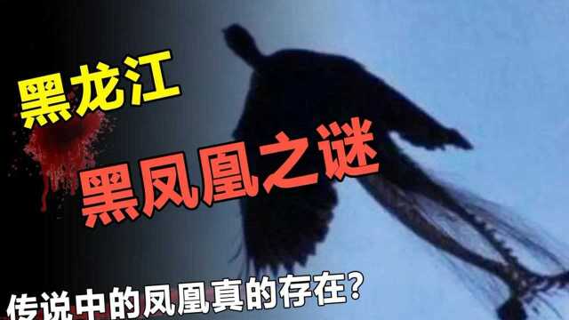 “凤凰”现身黑龙江?众多目击者拍到照片,上古神兽真实存在?