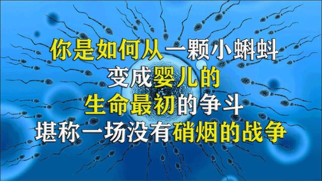 人类生命的起源,你是如何从小蝌蚪变成婴儿的!几率到底有多小