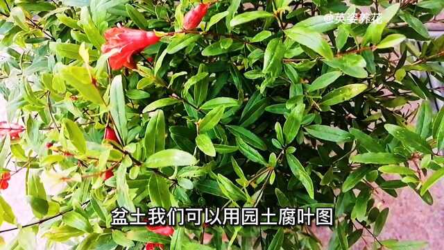 盆栽石榴开花不挂果,是这些事情没做好,一起来看看