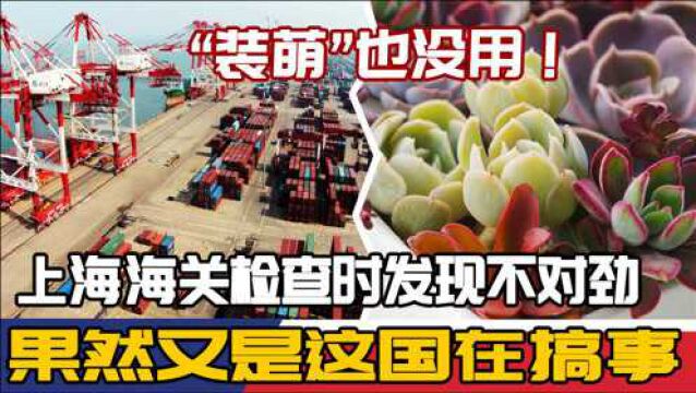 “装萌”也没用!上海海关检查时发现不对劲,果然又是这国在搞事