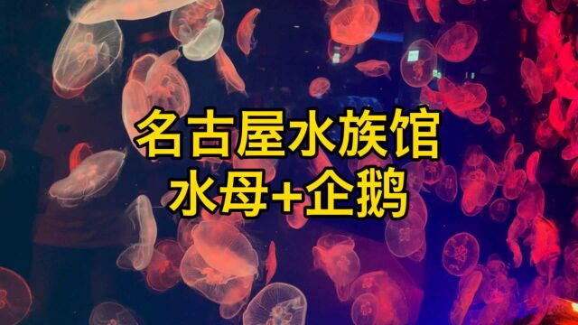 日本旅行名古屋水族馆下集|开头是水母世界,结尾有蠢萌企鹅哦