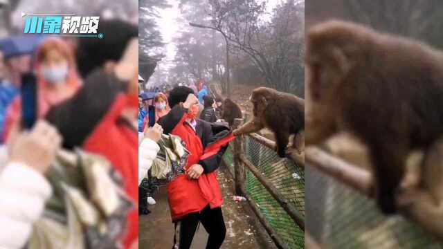 峨眉山上演人猴大战,男子抄起棍子后猴子直接吓跑