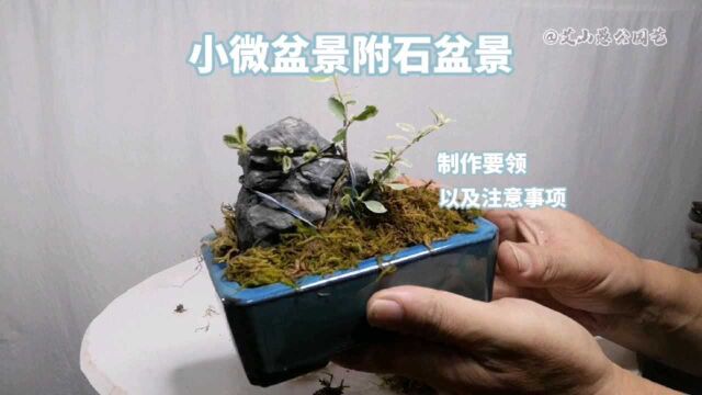 小微附石盆景怎样制作?有哪些注意事项?简单易学!新手快来看看