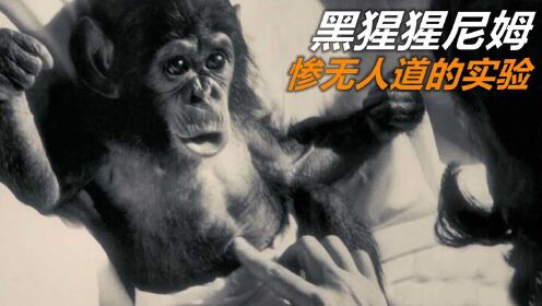 一次惨无人道的实验，黑猩猩尼姆计划！让人哽咽！