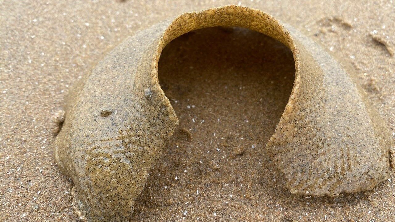 大海退潮后,二强在沙滩上发现猫眼螺卵,直接把它放生