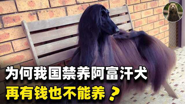 阿富汗犬,深受国外明星模特喜爱,为何被我国列为禁养犬?