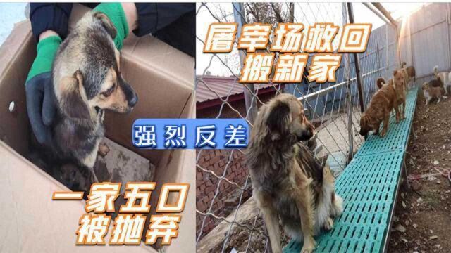 狗妈妈和4个孩子装进纸壳箱,狗肉车救得狗狗搬进新家,强烈反差