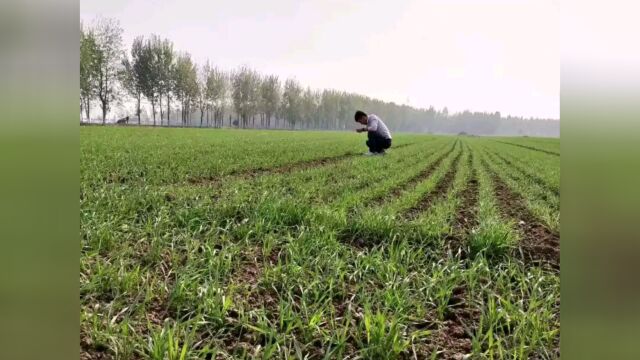 小麦播种后不用天天去地里看了,看下手机就能算出几天出苗,咋计算#看点趣打卡计划