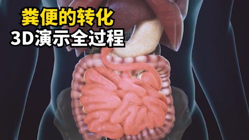 [图]食物是如何转化为粪便的？3D动画模拟全过程，一分钟了解消化系统