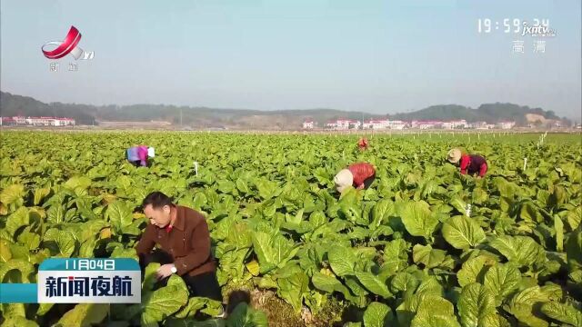 农业农村部:全国蔬菜供应总量充足