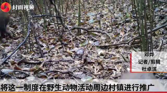 野生动物增多频繁“肇事” 四川宜宾屏山:视情况在野生动物活动周边村镇推广野生动物致害保险制度