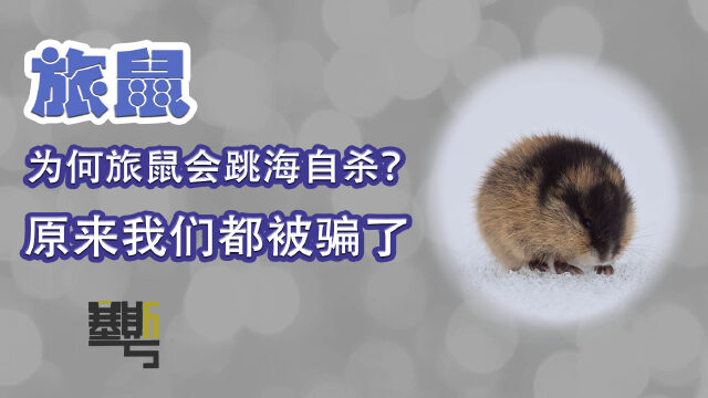 以讹传讹多年,揭秘旅鼠跳海背后的真相