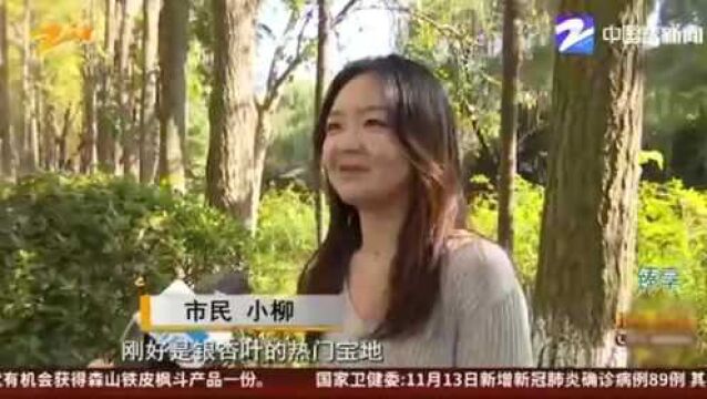 杭城网红银杏林 见证一代人成长