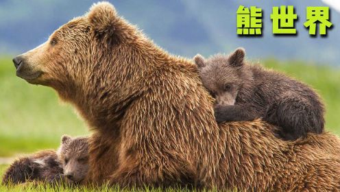 一只棕熊妈妈的带娃之旅，动物界的母爱也伟大！纪录片《熊世界》