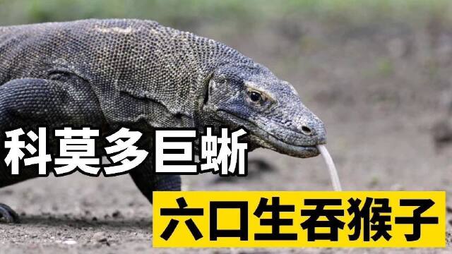 紀錄片科莫多巨蜥捕食猴子直接吞下猴子一命嗚呼