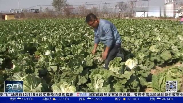 脆嫩鲜甜!胶州大白菜进入采收季,价格较往年上升