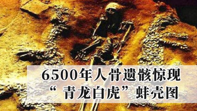 6500年人骨遗骸出现“左青龙右白虎”蚌壳图,墓主是谁至今成谜?