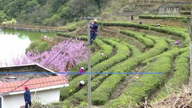 江西上犹:为茶油产业充电赋能