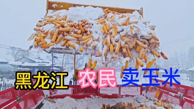 雪后黑龙江玉米大掉价,由雪前的每斤1元钱,掉到现在的每斤0.96元,看一垧三亩地少卖多少钱