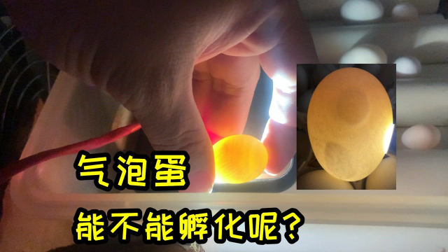 氣泡蛋到底能不能孵出鸚鵡今天把蛋照了一遍終於知道了答案