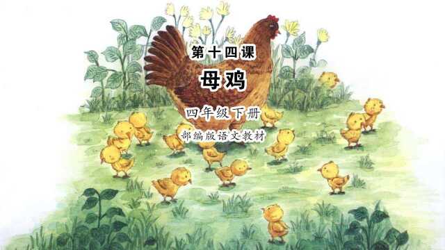 小学语文四年级下册课文朗读《母鸡》