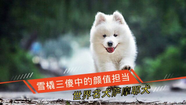 雪橇三傻中的颜值担当——萨摩耶犬