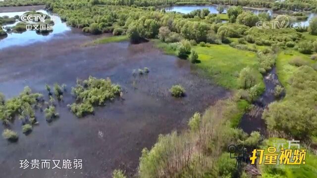 面积最大的河流湿地,对嫩江有着显著的调节作用