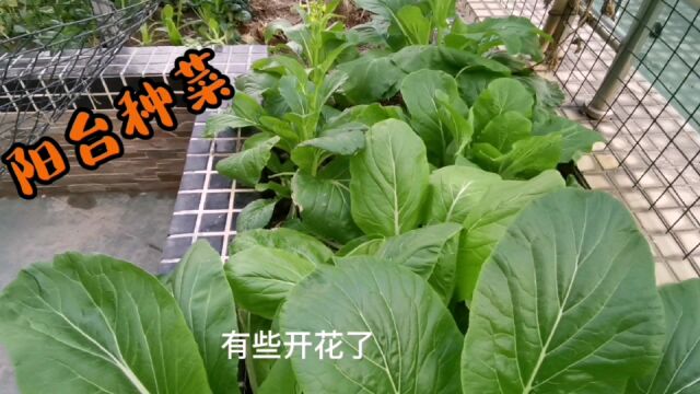 广东阳台种菜,简单的日子简单过也幸福,做完核酸回来,又到菜园子摘菜啦