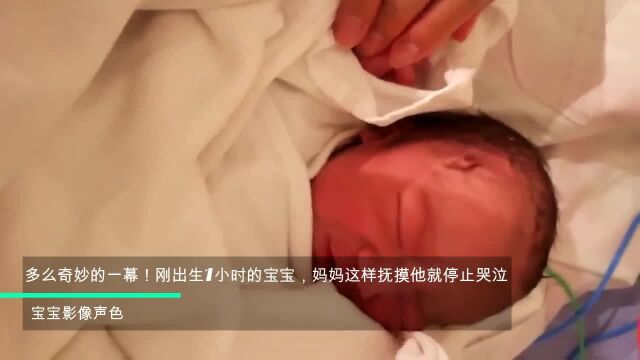 多么奇妙的一幕!刚出生1小时的宝宝,妈妈这样抚摸他就停止哭泣