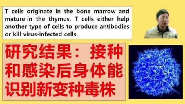 科普学英语.好消息:接种和感染后免疫响应仍能识别奥密克戎变种