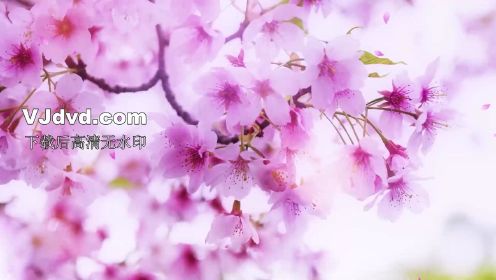 《樱花草》歌曲视频素材led大屏背景视频2084	